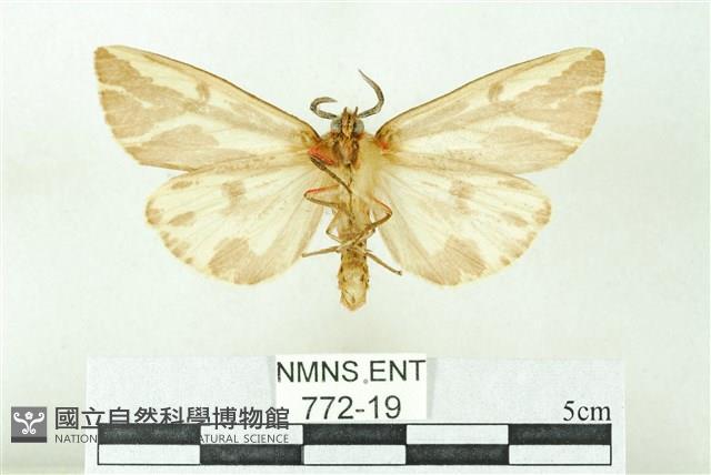 赭新污燈蛾藏品圖，第2張