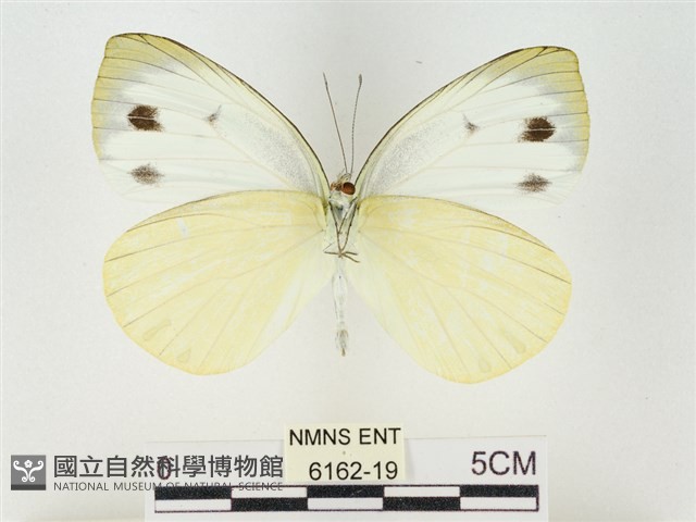 飛龍白粉蝶藏品圖，第2張