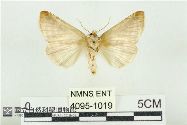 印華波紋蛾藏品圖，第2張