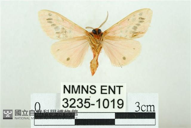 三條橙燈蛾藏品圖，第2張