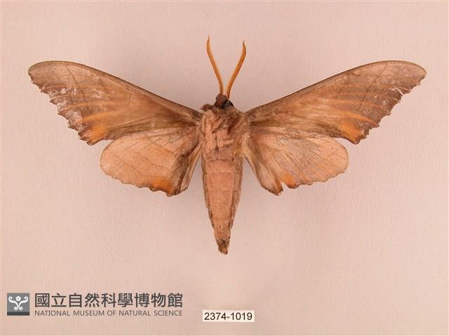 栗六點天蛾藏品圖，第2張