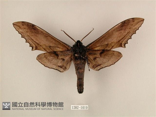 臺灣鋸翅天蛾藏品圖，第2張