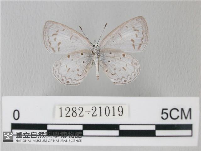 靛色琉灰蝶藏品圖，第2張