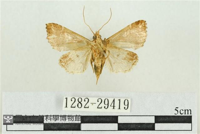 弧角散紋夜蛾藏品圖，第2張