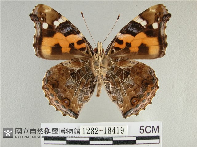 大紅蛺蝶藏品圖，第2張