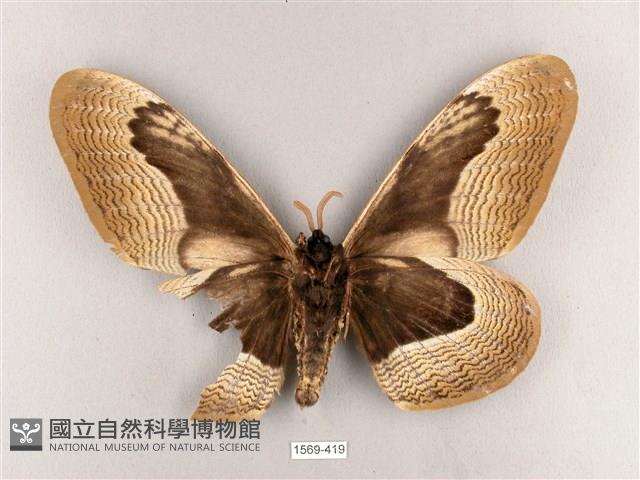 枯球籮紋蛾藏品圖，第2張