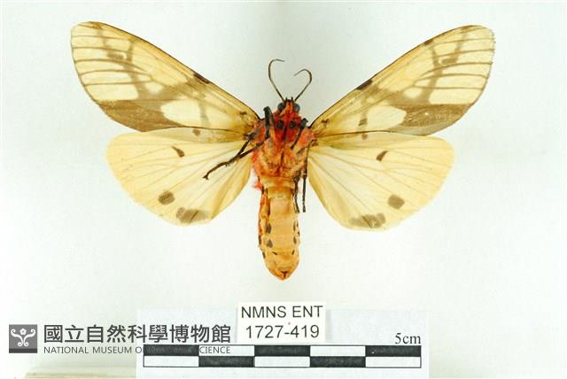 乳白斑燈蛾藏品圖，第2張