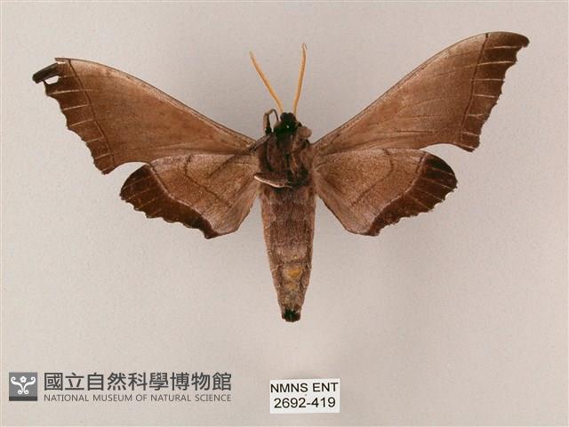 齒翅三線天蛾藏品圖，第2張