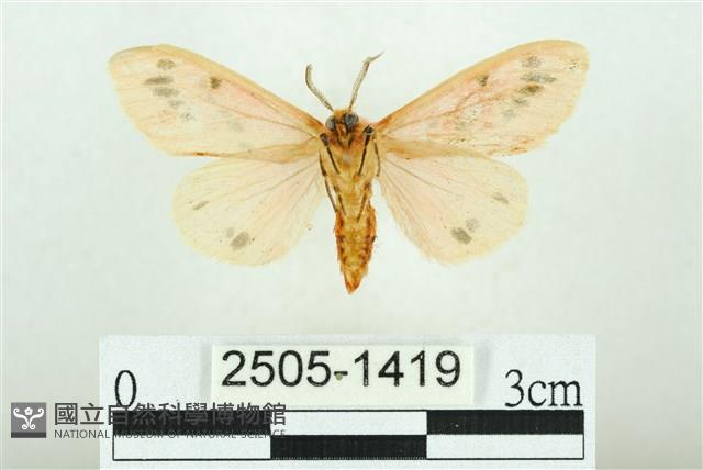 三條橙燈蛾藏品圖，第2張