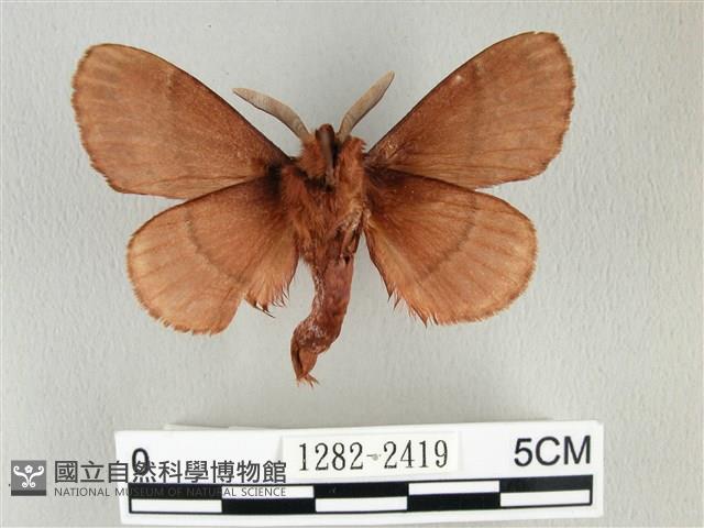 鋸紋枯葉蛾藏品圖，第2張