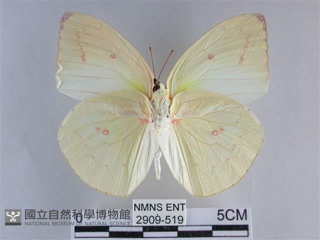 遷粉蝶、淡黃蝶藏品圖，第2張