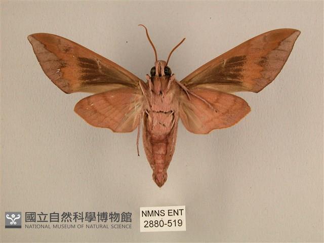 背中白天蛾藏品圖，第2張