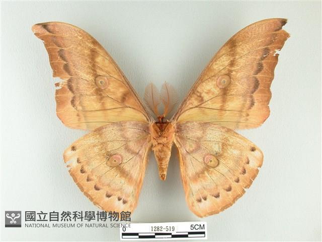 大透目天蠶蛾藏品圖，第2張