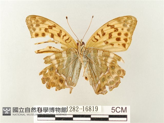 綠豹蛺蝶藏品圖，第2張