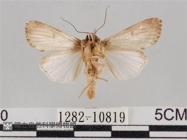 斜紋夜盜蛾藏品圖，第2張