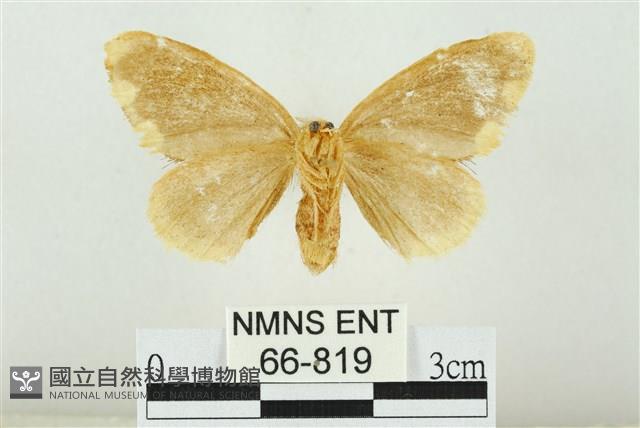 黑翅黃毒蛾藏品圖，第2張