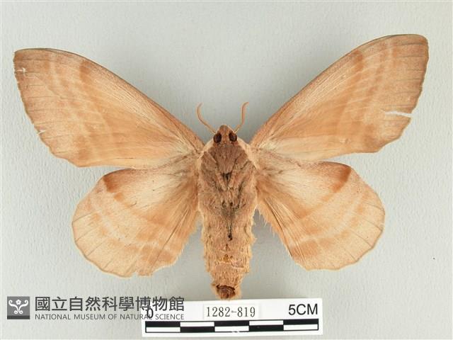 松大毛蟲藏品圖，第2張