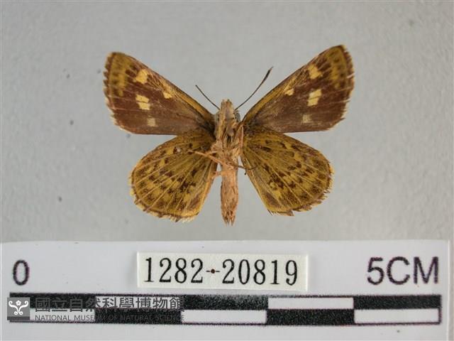 黃星弄蝶藏品圖，第2張