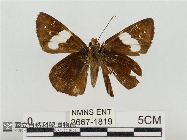 連紋袖弄蝶菲律賓亞種藏品圖，第2張