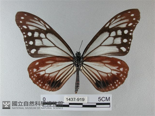 大絹斑蝶藏品圖，第2張