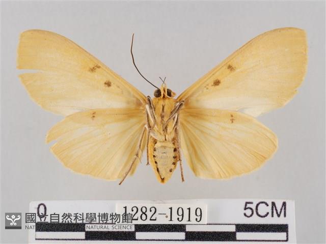 橙擬燈蛾藏品圖，第2張