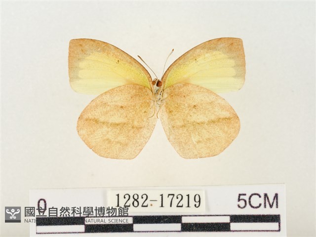 角翅黃蝶藏品圖，第2張