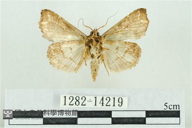 粉紅帶散紋夜蛾藏品圖，第2張