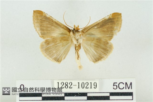 印華波紋蛾藏品圖，第2張