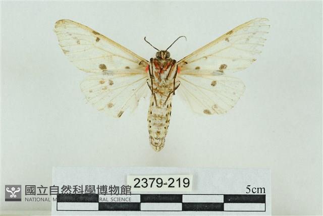 菊池污燈蛾藏品圖，第2張