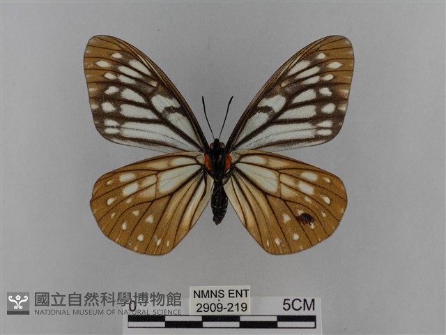 臺灣絹蛺蝶藏品圖，第2張