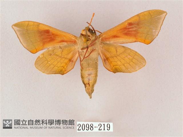 榆綠天蛾藏品圖，第2張