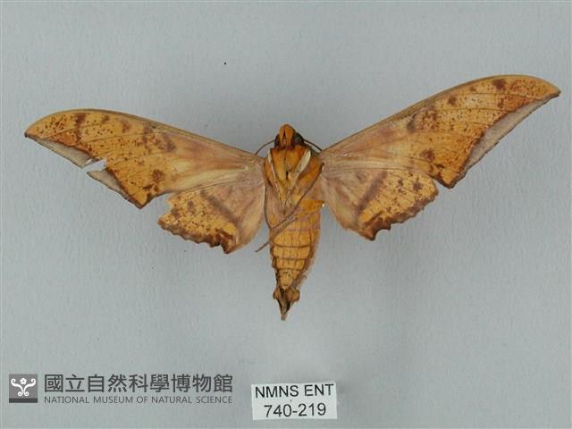 裂斑鷹翅天蛾藏品圖，第2張