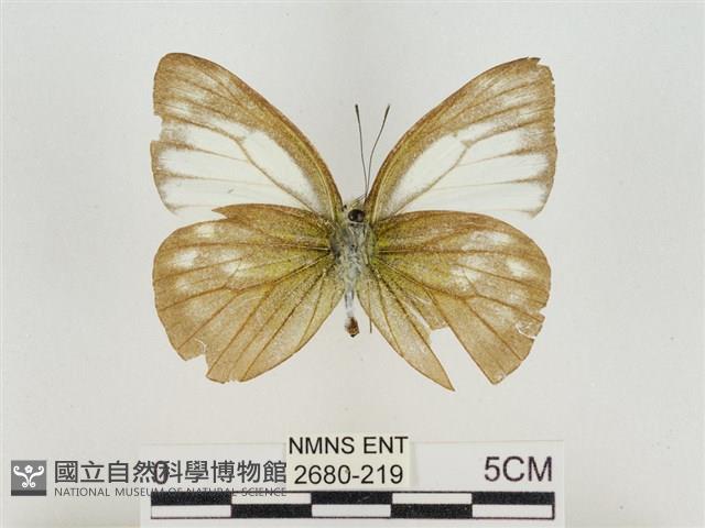 淡褐脈粉蝶藏品圖，第2張