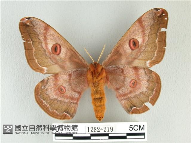 綠目天蠶蛾藏品圖，第2張
