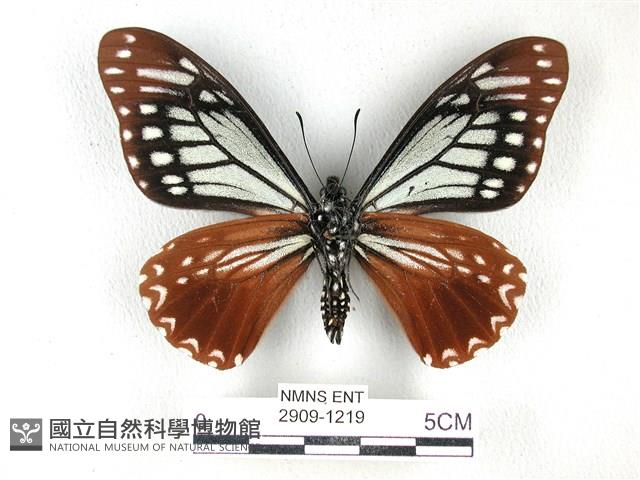 斑鳳蝶藏品圖，第2張