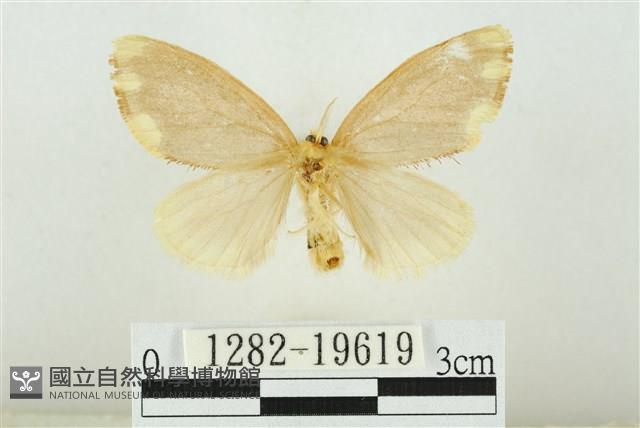 黑翅黃毒蛾藏品圖，第2張