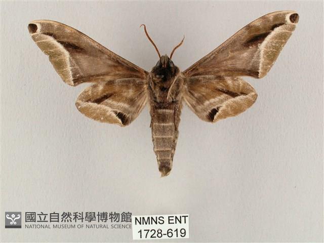 白點天蛾 藏品圖，第2張