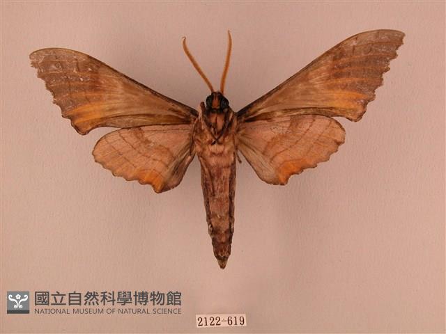 栗六點天蛾藏品圖，第2張