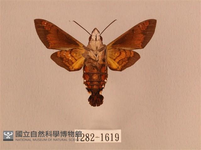 叉帶長喙天蛾藏品圖，第2張