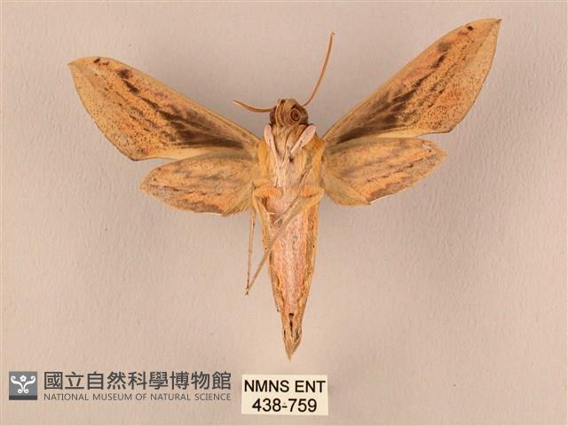 棕綠背線天蛾藏品圖，第2張