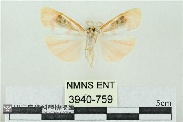 臺雪苔蛾藏品圖，第2張