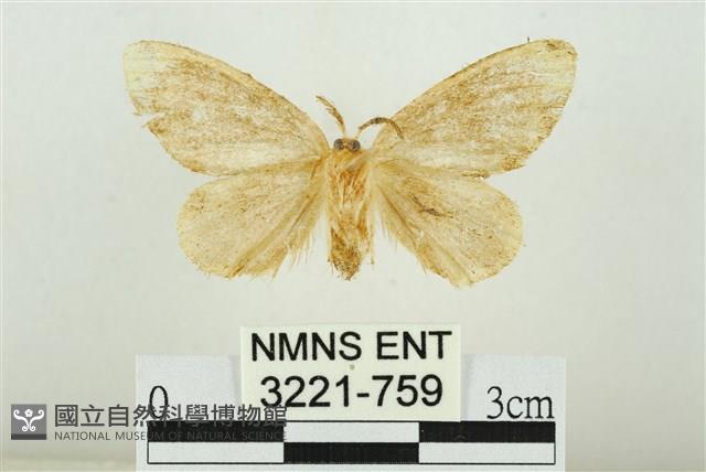 黑翅黃毒蛾藏品圖，第2張