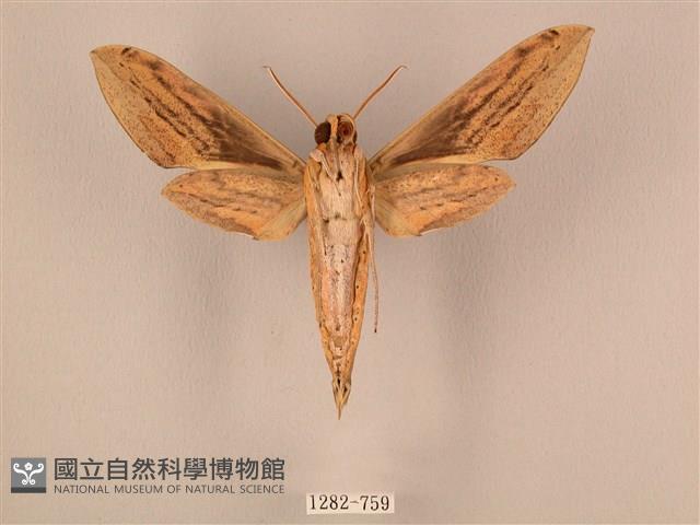 棕綠背線天蛾藏品圖，第2張