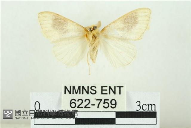 寬紋黃毒蛾藏品圖，第2張