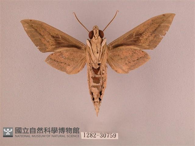 背帶斜紋天蛾藏品圖，第2張