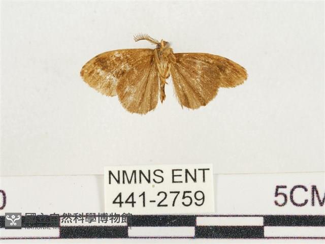 小白紋毒蛾藏品圖，第2張