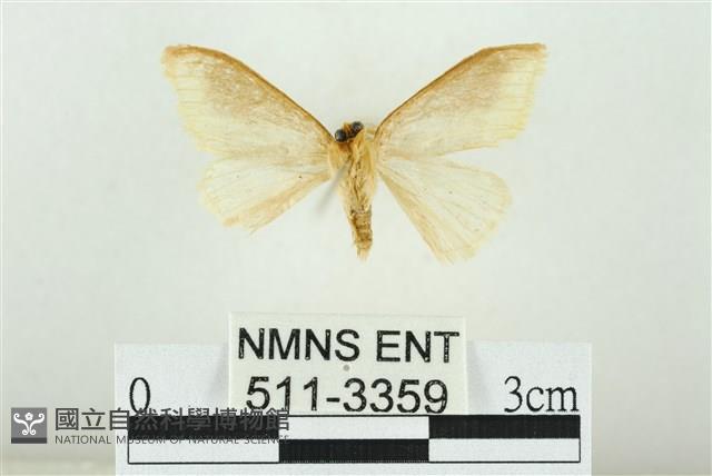 寬紋黃毒蛾藏品圖，第2張