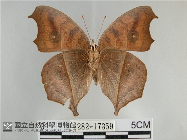 眼蛺蝶、孔雀蛺蝶藏品圖，第2張