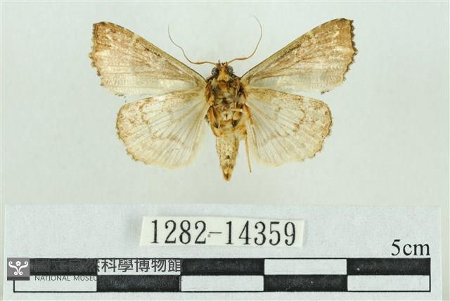 粉紅帶散紋夜蛾藏品圖，第2張