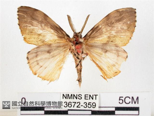 木毒蛾藏品圖，第2張